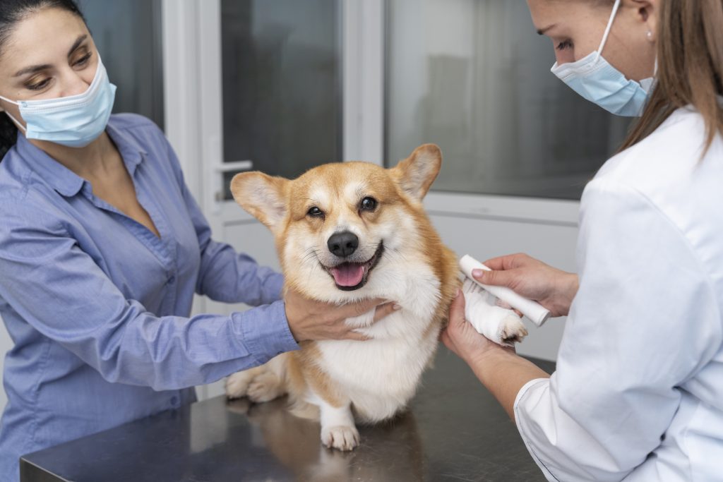 Dierenkliniek in Goes